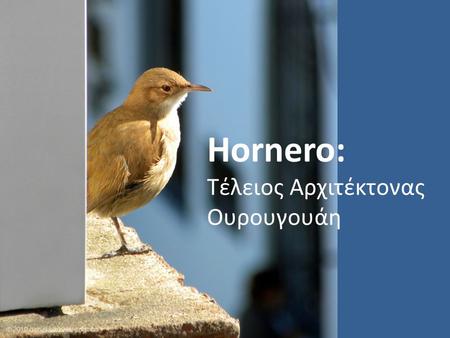 Hornero: Τέλειος Αρχιτέκτονας Ουρουγουάη.