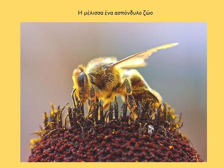 Η μέλισσα ένα ασπόνδυλο ζώο