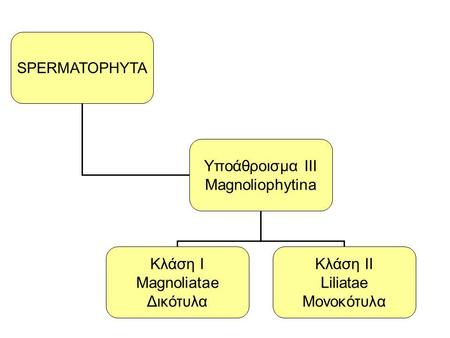 Yποάθροισμα III Magnoliophytina Κλάση Ι Magnoliatae Δικότυλα Κλάση ΙΙ