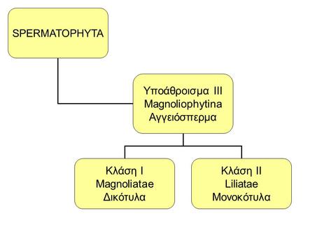 Yποάθροισμα III Magnoliophytina Αγγειόσπερμα Κλάση Ι Magnoliatae