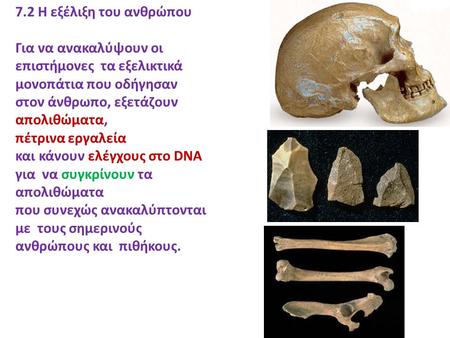 7.2 Η εξέλιξη του ανθρώπου Για να ανακαλύψουν οι επιστήμονες τα εξελικτικά μονοπάτια που οδήγησαν στον άνθρωπο, εξετάζουν απολιθώματα, πέτρινα εργαλεία.