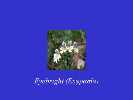 Eyebright (Ευφρασία).