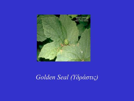 Golden Seal (Υδράστις)
