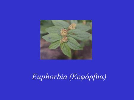 Euphorbia (Ευφόρβια). Η euphorbia (Euphorbia hirta L.), γνωστή στην Ελλάδα ως ευφόρβια ή κοινώς γαλατσίδα, ανήκει στην οικογένεια των Εuphorbiaceae. Περιέχει.