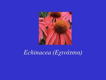 Echinacea (Εχινάτσια). Είναι ένα ιθαγενές φυτό της Βορείου Αμερικής (Purple Coneflower). Ανήκει στην οικογένεια των Compositae. Υπάρχουν 3 είδη με φαρμακολογικό.