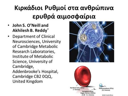 Κιρκάδιοι Ρυθμοί στα ανθρώπινα ερυθρά αιμοσφαίρια John S. O’Neill and Akhilesh B. Reddy * Department of Clinical Neurosciences, University of Cambridge.