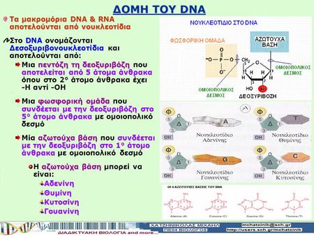 ΔΟΜΗ ΤΟΥ DNA Τα μακρομόρια DNA & RNA αποτελούνται από νουκλεοτίδια