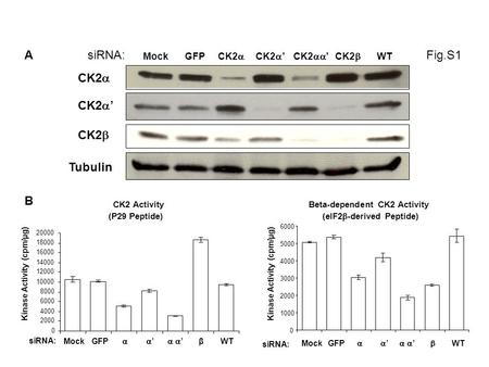 CK2 MockGFP CK2 Tubulin CK2 WT CK2 siRNA:A B Fig.S1 siRNA: CK2 Activity (P29 Peptide) 0 2000 4000 6000 8000 10000 12000 14000 16000 18000 20000 MockGFP.
