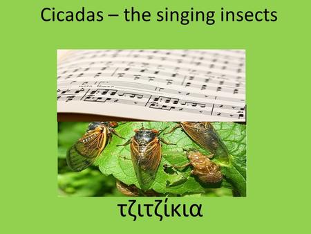 Cicadas – the singing insects τζιτζίκια. „Singers” are only the male cicadas Τραγουδιστές είναι μόνο τα αρσενικά τζιτζίκια.