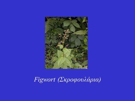 Figwort (Σκροφουλάρια). Ανήκει στην οικογένεια των Scrophulariaceae. Συστατικά του είναι διάφορα αμινοξέα, φλαβονοειδή, ιριδοειδή. Επίσης περιέχει ποικίλα.