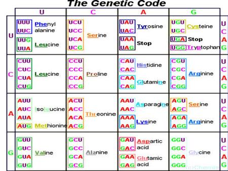 Ποια τα χαρακτηριστικά του γενετικού κώδικα; 1.Κώδικας τριπλέτας = μια τριάδα νουκλεοτιδίων, το κωδικόνιο, κωδικοποιεί ένα αμινοξύ. Επειδή : – Αριθμός.