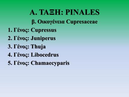 Α. ΤΑΞΗ: PINALES β. Οικογένεια Cupresaceae 1. Γένος: Cupressus 2. Γένος: Juniperus 3. Γένος: Thuja 4. Γένος: Libocedrus 5. Γένος: Chamaecyparis.