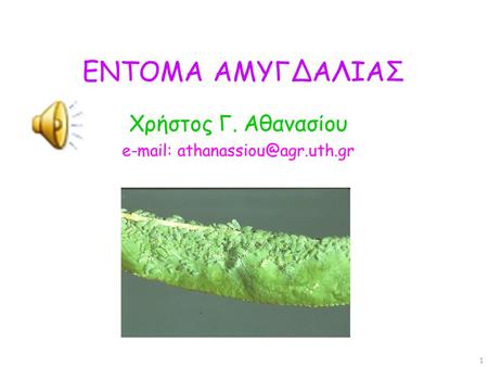 E-mail: athanassiou@agr.uth.gr ΕΝΤΟΜΑ ΑΜΥΓΔΑΛΙΑΣ Χρήστος Γ. Αθανασίου e-mail: athanassiou@agr.uth.gr.
