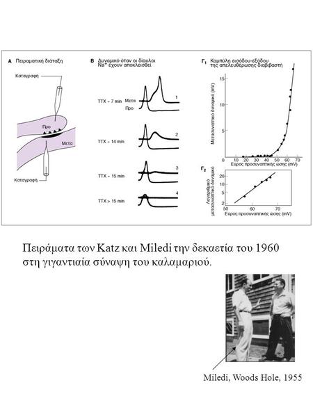 Πειράματα των Katz και Miledi την δεκαετία του 1960 στη γιγαντιαία σύναψη του καλαμαριού. Miledi, Woods Hole, 1955.