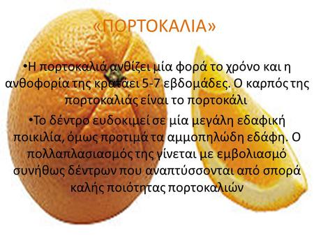 «ΠΟΡΤΟΚΑΛΙΑ» Η πορτοκαλιά ανθίζει μία φορά το χρόνο και η ανθοφορία της κρατάει 5-7 εβδομάδες. Ο καρπός της πορτοκαλιάς είναι το πορτοκάλι  Το δέντρο ευδοκιμεί.