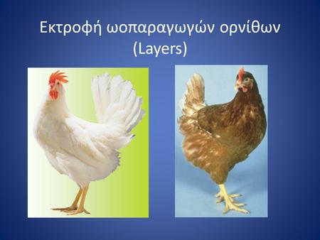 Εκτροφή ωοπαραγωγών ορνίθων (Layers)