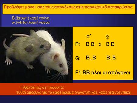 Β:(brown) καφέ γούνα w:(white) λευκή γούνα •P: B B x B B •G:•G: •F1:BB όλοι οι απόγονοι Πιθανότητες σε ποσοστά: 100% ομόζυγα για το καφέ χρώμα (γονοτυπικά),