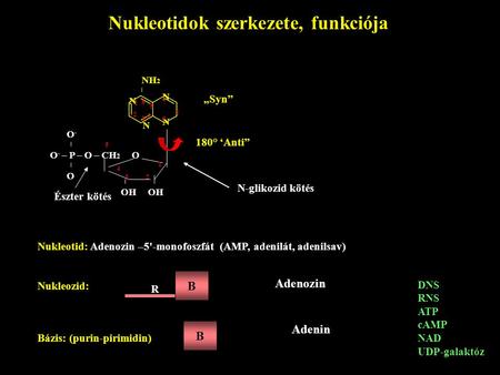 Nukleotidok szerkezete, funkciója