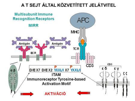 Α βα β ε δ ε γ ζ ζζ ζ ITAM Immunoreceptor Tyrosine-based Activation Motif AKTIVÁCIÓ A T SEJT ÁLTAL KÖZVETÍTETT JELÁTVITEL Multisubunit Immune Recognition.