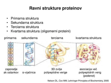 Ravni strukture proteinov