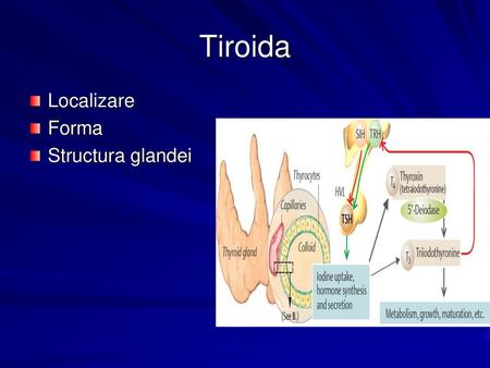 Tiroida Localizare Forma Structura glandei.