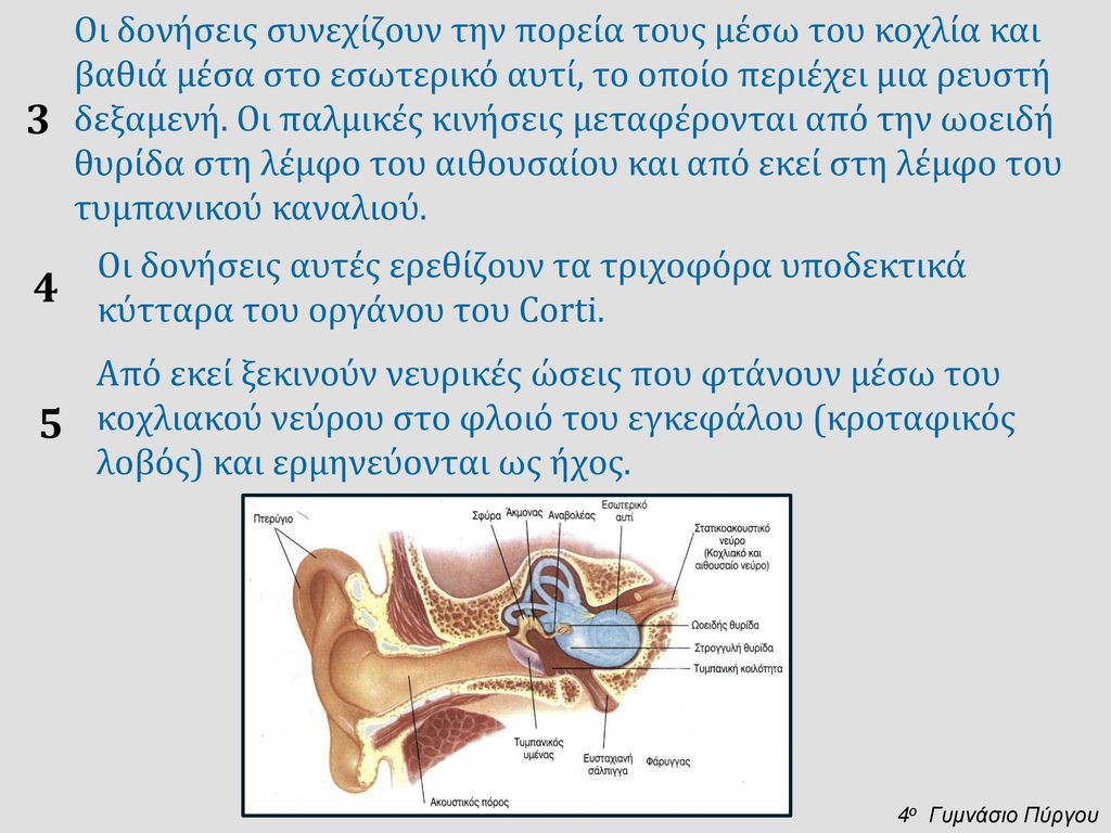Οι δονήσεις συνεχίζουν την πορεία τους μέσω του κοχλία και βαθιά μέσα στο εσωτερικό αυτί, το οποίο περιέχει μια ρευστή δεξαμενή. Oι παλμικές κινήσεις μεταφέρονται από την ωοειδή θυρίδα στη λέμφο του αιθουσαίου και από εκεί στη λέμφο του τυμπανικού καναλιού.