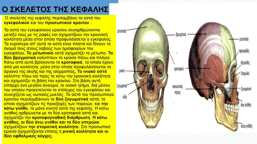 Ο ΣΚΕΛΕΤΟΣ ΤΗΣ ΚΕΦΑΛΗΣ Ο σκελετός της κεφαλής περιλαμβάνει τα οστά του εγκεφαλικού και του προσωπικού κρανίου .