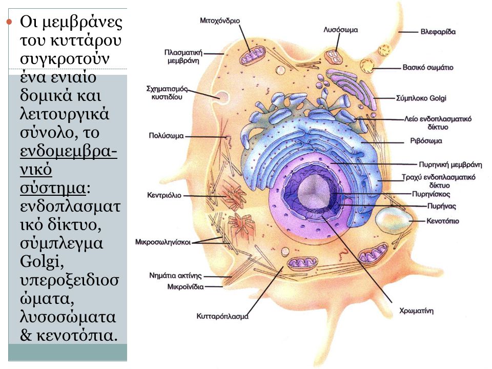 Οι μεμβράνες του κυττάρου συγκροτούν ένα ενιαίο δομικά και λειτουργικά σύνολο, το ενδομεμβρα-νικό σύστημα: ενδοπλασματικό δίκτυο, σύμπλεγμα Golgi, υπεροξειδιοσώματα, λυσοσώματα & κενοτόπια.