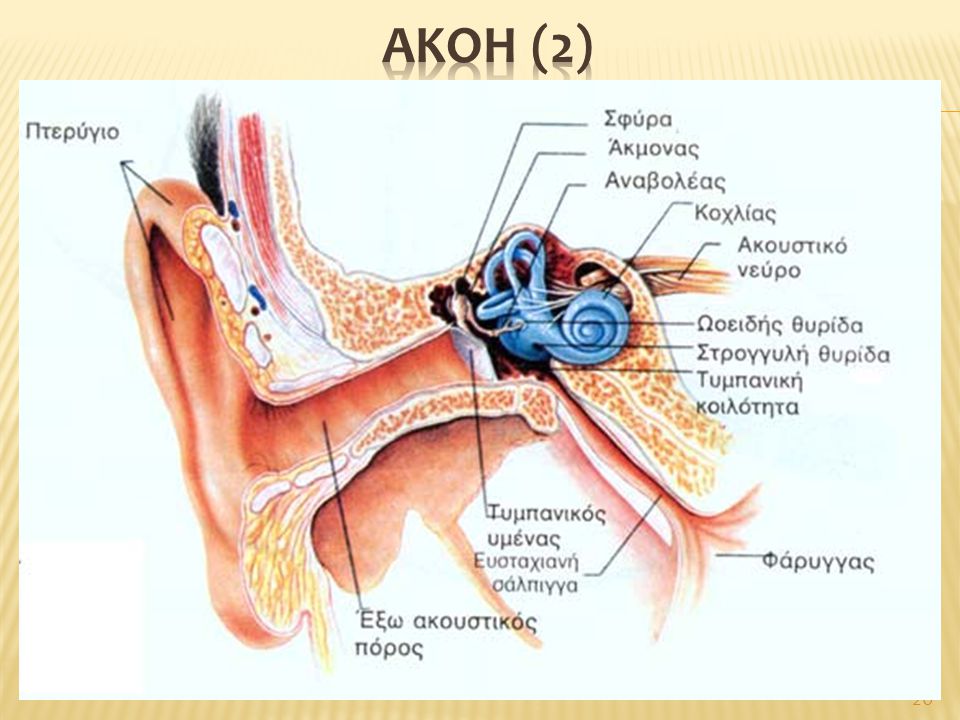 Ακοη (2) Μέσο αυτί: Τυμπανική κοιλότητα, τυμπανικός υμένας («τύμπανο») και τρία οστάρια (σφύρα – άκμονας – αναβολέας)