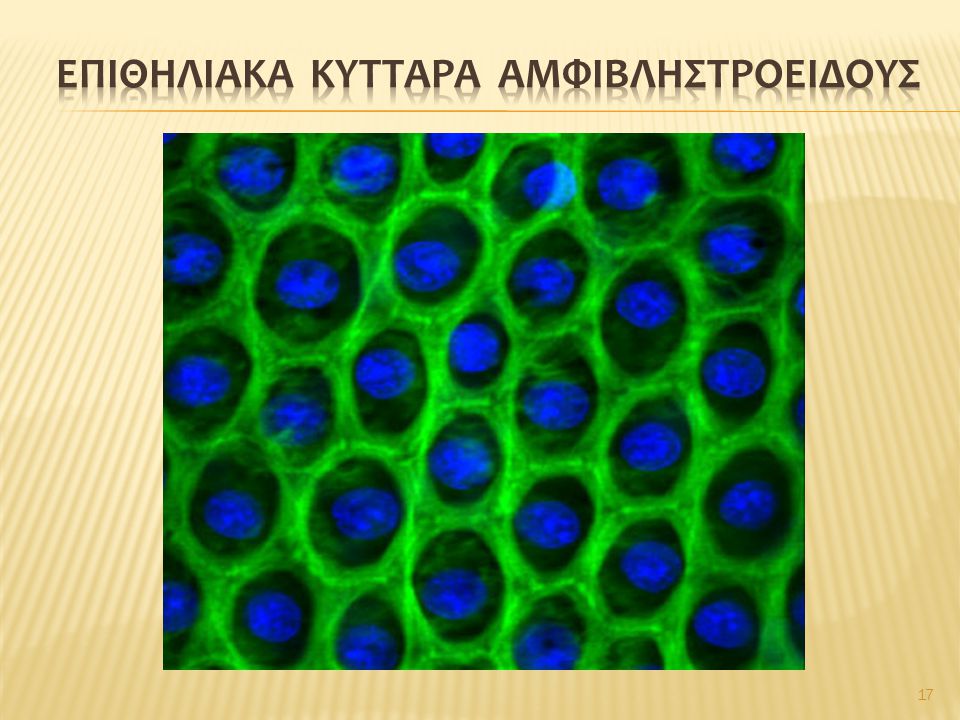 Επιθηλιακα κυτταρα αμφιβληστροειδουσ