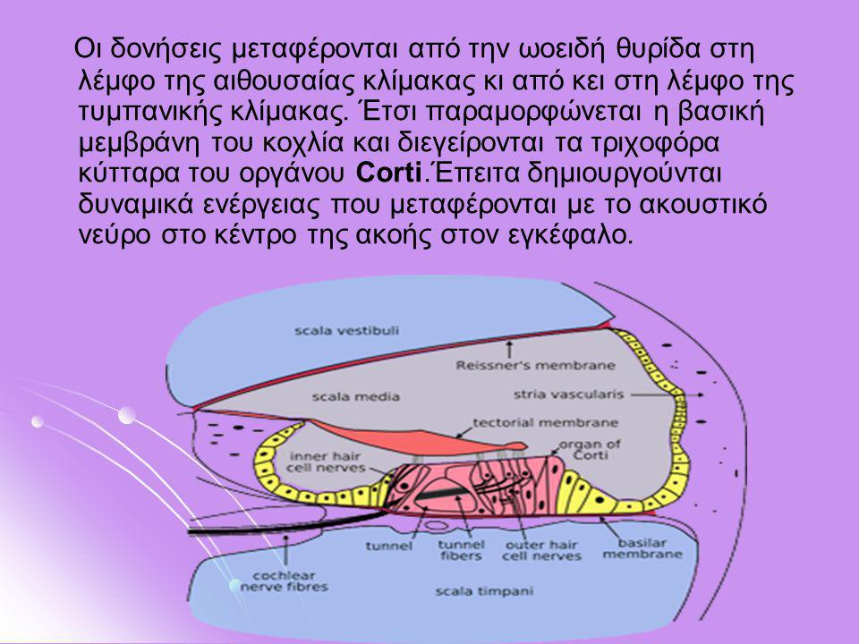 Οι δονήσεις μεταφέρονται από την ωοειδή θυρίδα στη λέμφο της αιθουσαίας κλίμακας κι από κει στη λέμφο της τυμπανικής κλίμακας.