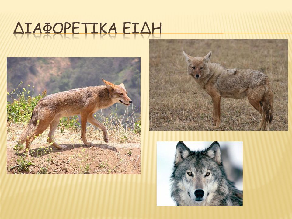 ΔΙΑΦΟΡΕΤΙΚΑ ειδη (οικογένεια Canidae) κογιότ, τσακάλι, λύκος.