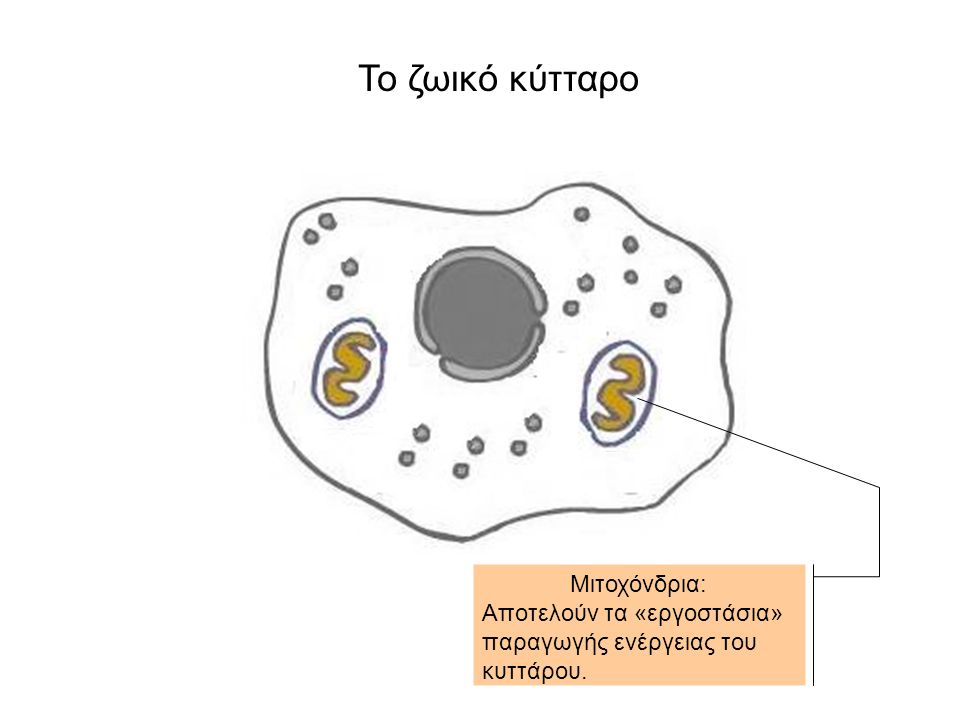 Το ζωικό κύτταρο Μιτοχόνδρια: