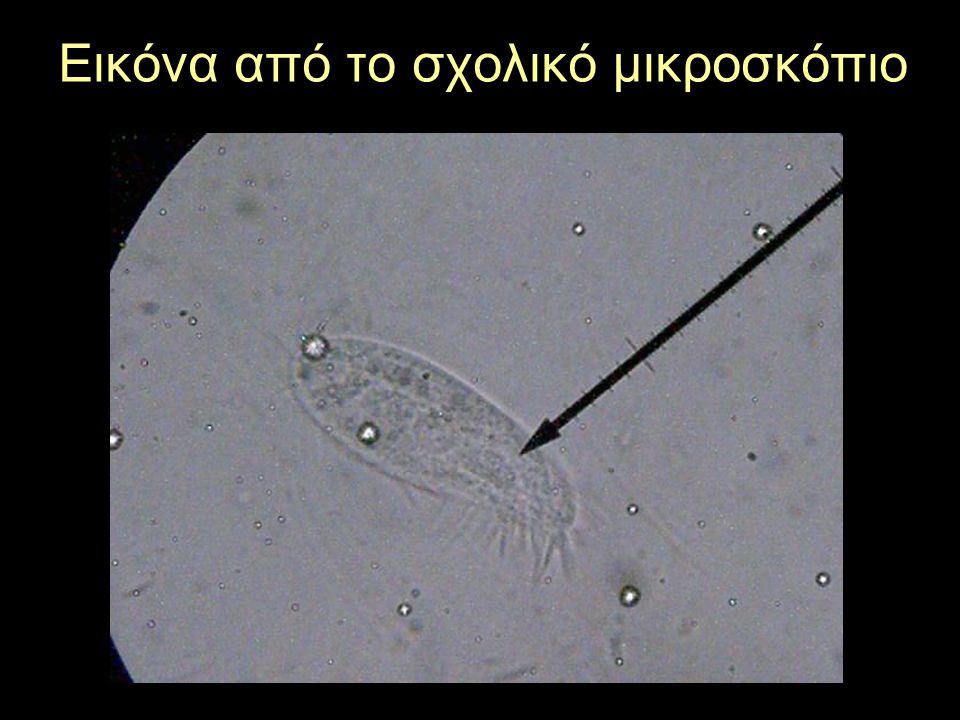 Εικόνα από το σχολικό μικροσκόπιο