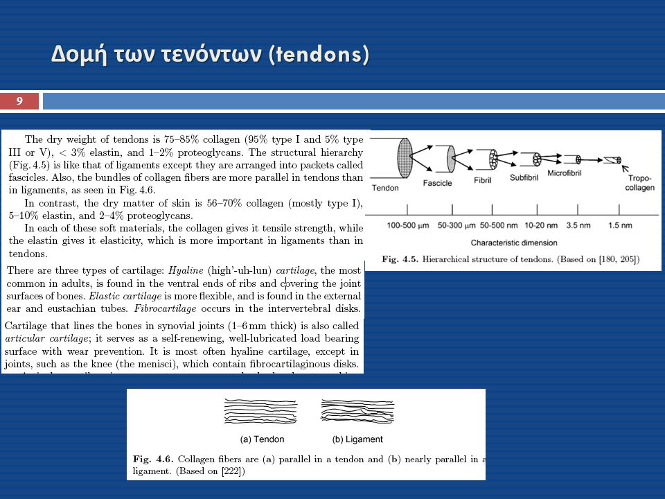 Δομή των τενόντων (tendons)