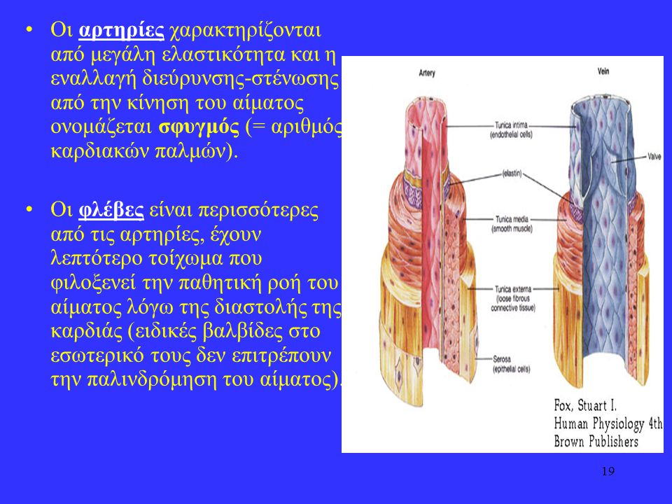 Οι αρτηρίες χαρακτηρίζονται από μεγάλη ελαστικότητα και η εναλλαγή διεύρυνσης-στένωσης από την κίνηση του αίματος ονομάζεται σφυγμός (= αριθμός καρδιακών παλμών).