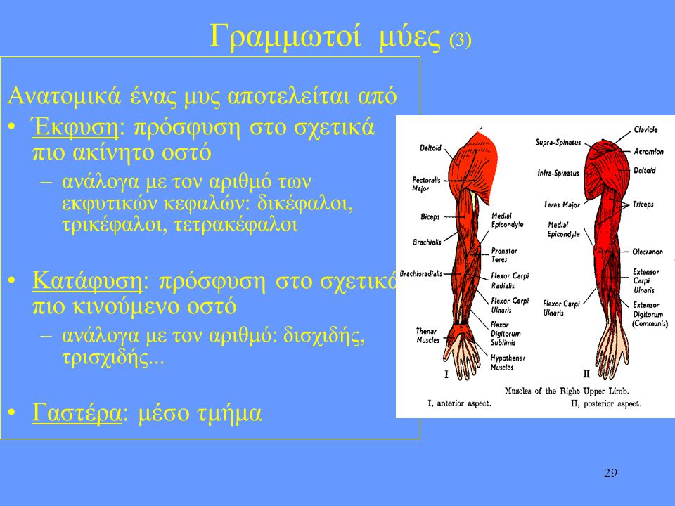 Γραμμωτοί μύες (3) Ανατομικά ένας μυς αποτελείται από