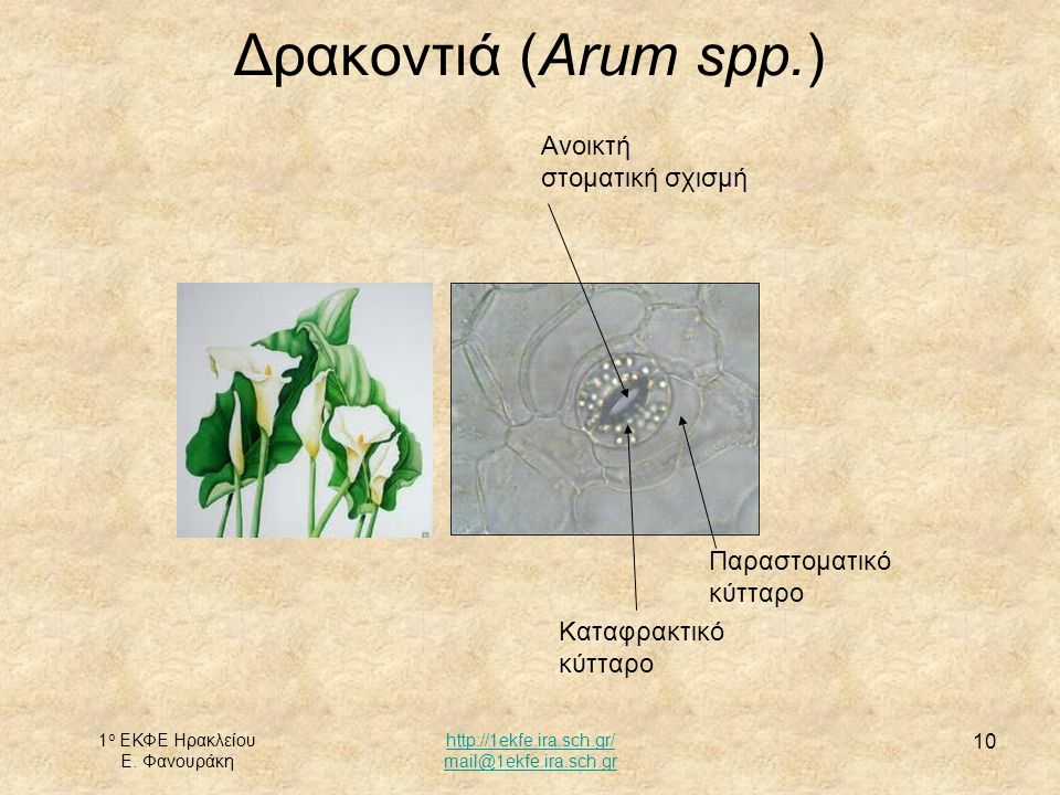 Δρακοντιά (Arum spp.) Ανοικτή στοματική σχισμή Παραστοματικό κύτταρο