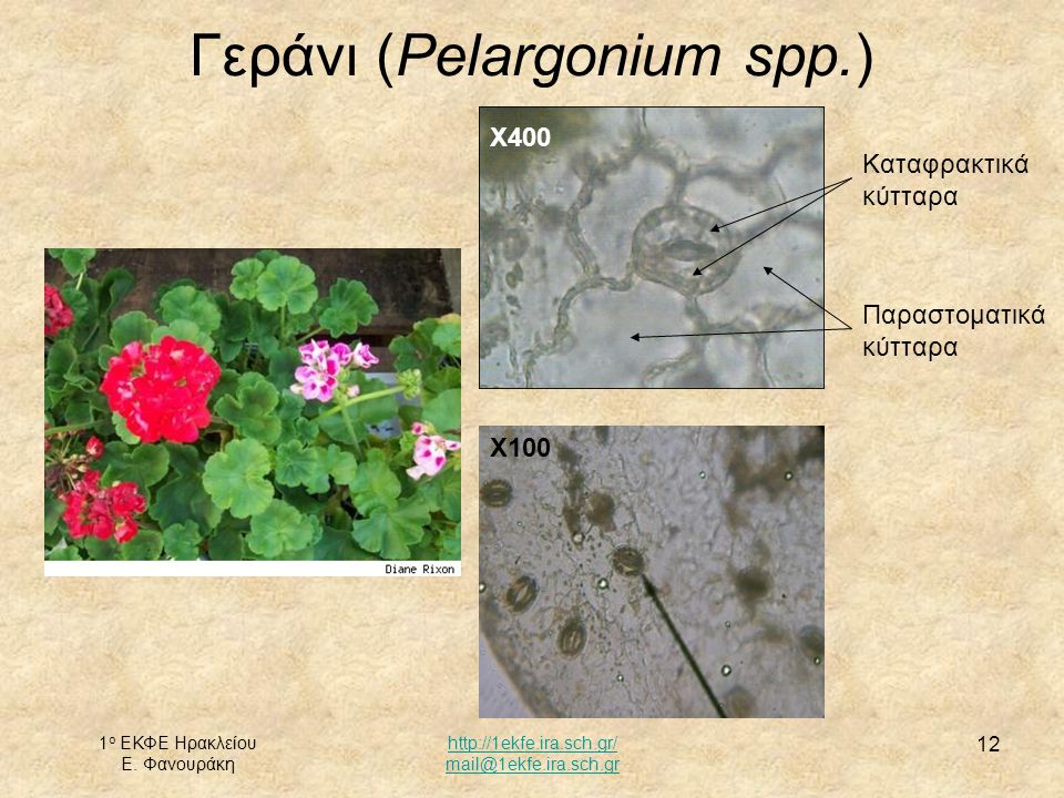 Γεράνι (Pelargonium spp.)