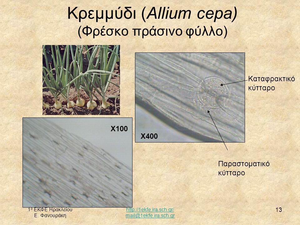 Κρεμμύδι (Allium cepa)