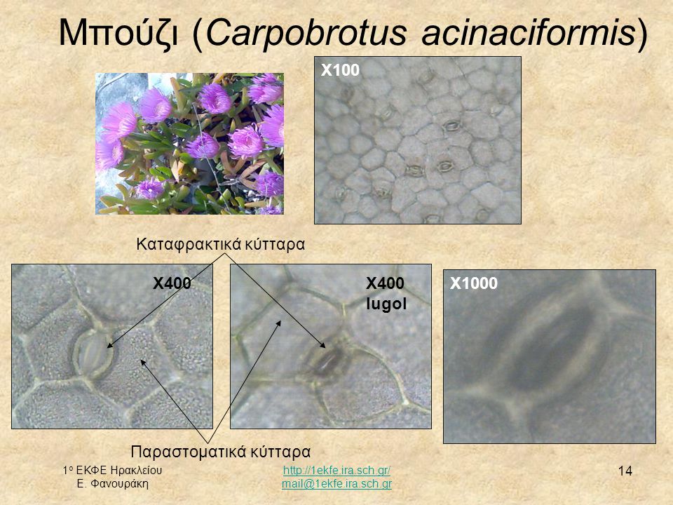 Μπούζι (Carpobrotus acinaciformis)