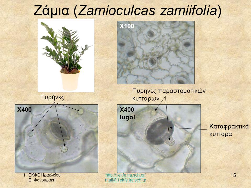 Ζάμια (Zamioculcas zamiifolia)