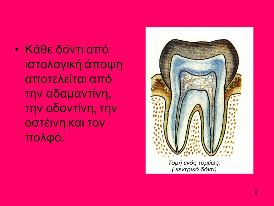 Κάθε δόντι από ιστολογική άποψη αποτελείται από την αδαμαντίνη, την οδοντίνη, την οστέινη και τον πολφό.