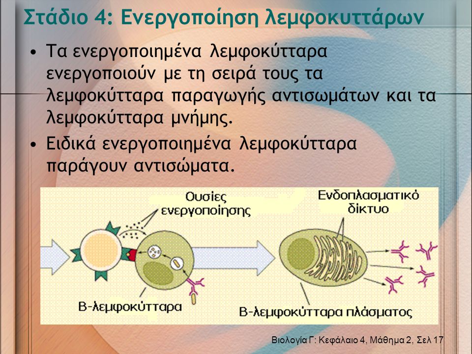Στάδιο 4: Ενεργοποίηση λεμφοκυττάρων