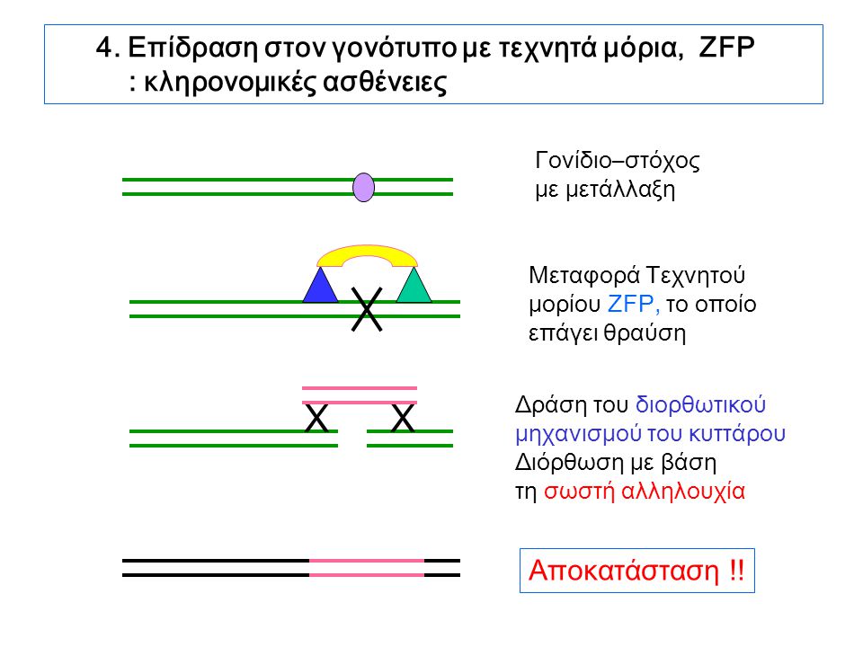 X 4. Επίδραση στον γονότυπο με τεχνητά μόρια, ZFP