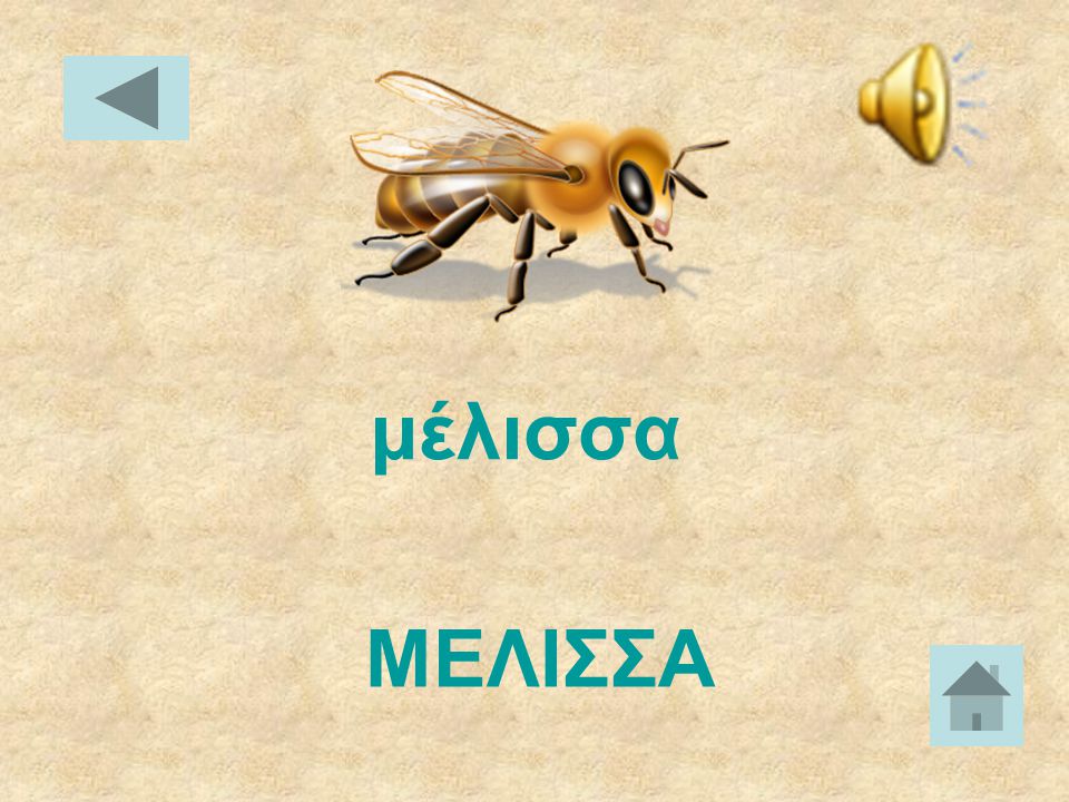 μέλισσα ΜΕΛΙΣΣΑ