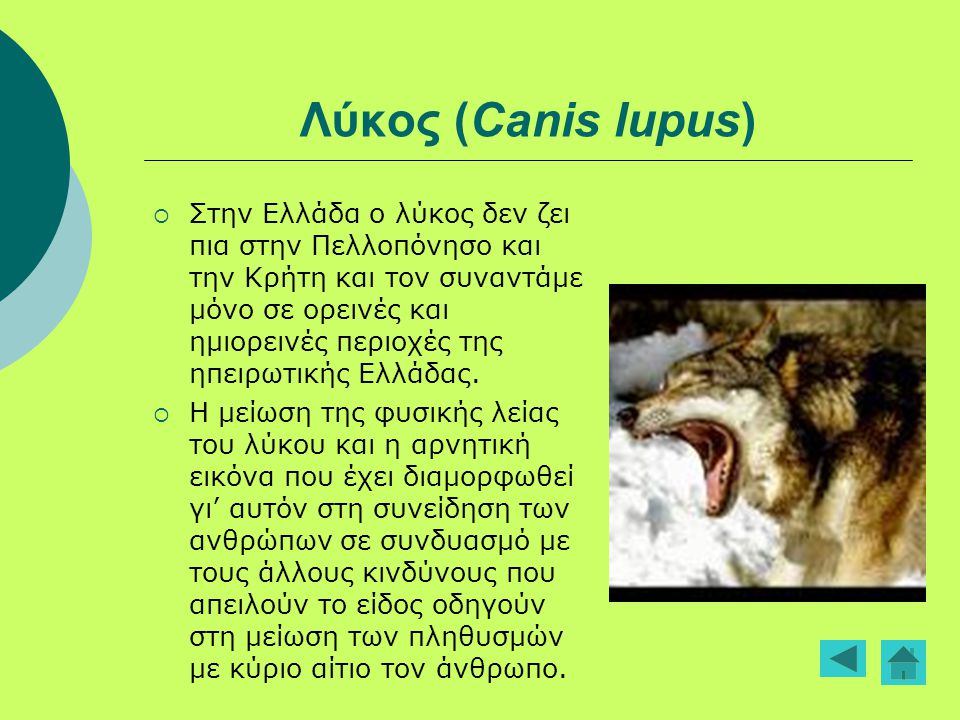 Λύκος (Canis lupus)