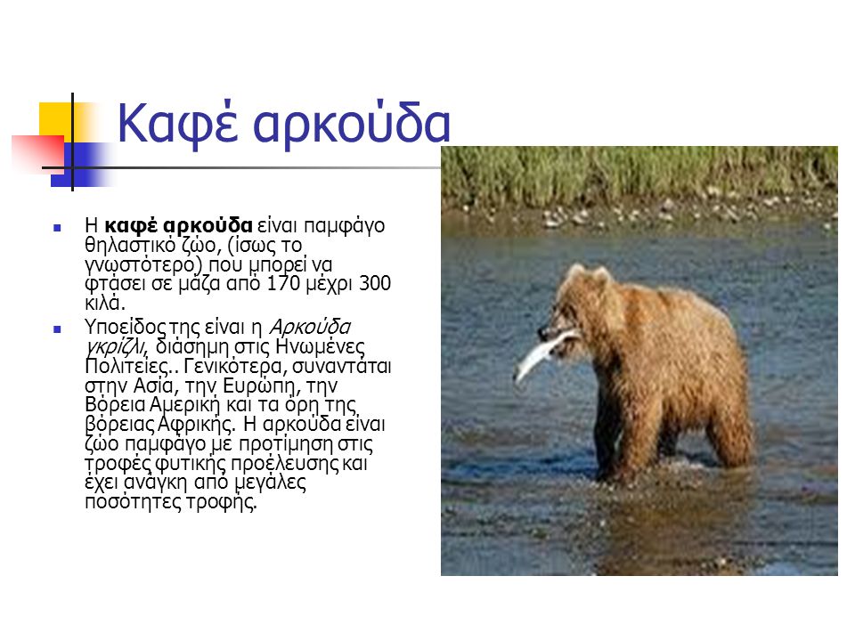 Καφέ αρκούδα Η καφέ αρκούδα είναι παμφάγο θηλαστικό ζώο, (ίσως το γνωστότερο) που μπορεί να φτάσει σε μάζα από 170 μέχρι 300 κιλά.