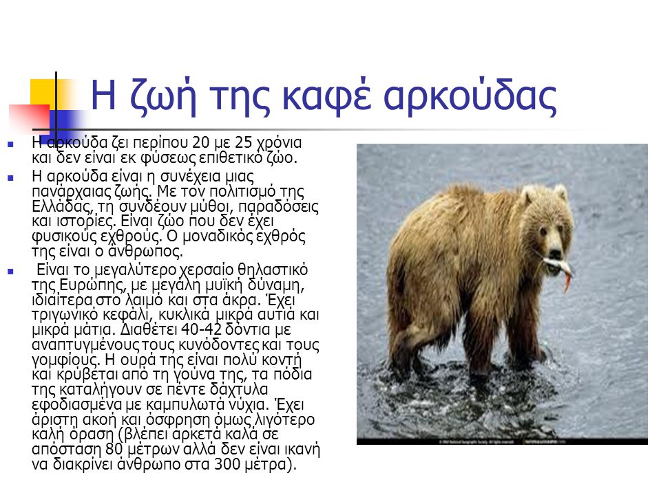 Η ζωή της καφέ αρκούδας Η αρκούδα ζει περίπου 20 με 25 χρόνια και δεν είναι εκ φύσεως επιθετικό ζώο.