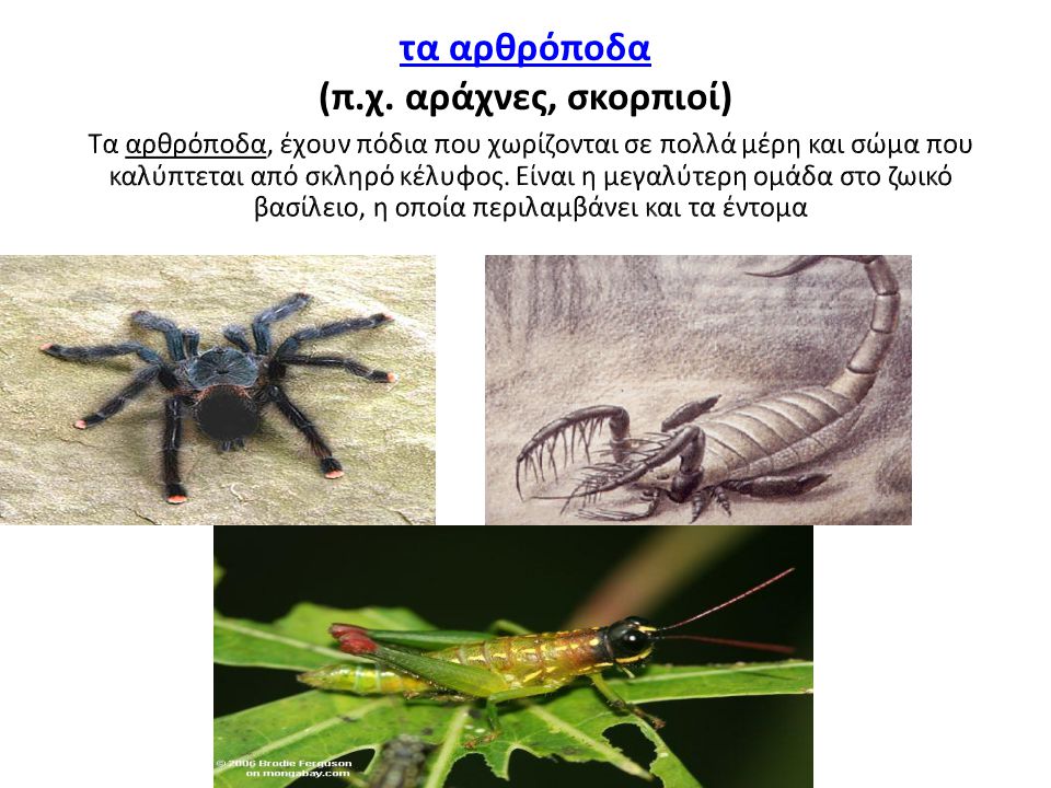 τα αρθρόποδα (π.χ. αράχνες, σκορπιοί)